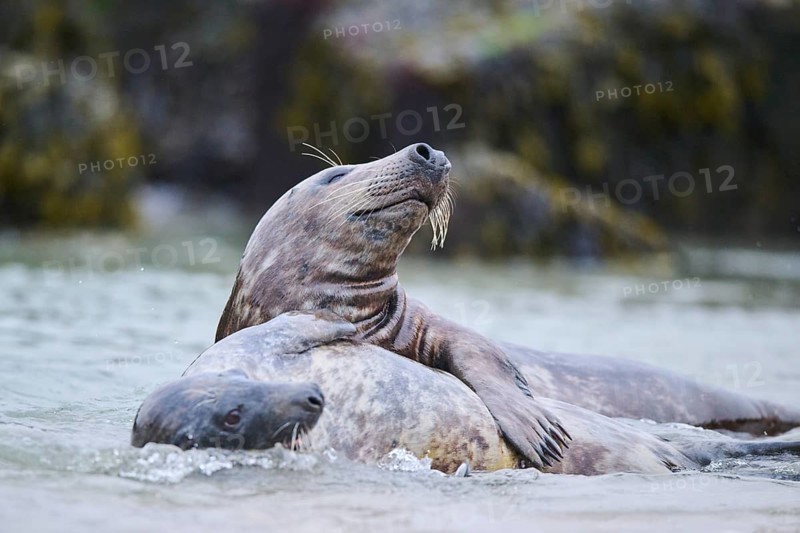 Grey seal (Halichoerus grypus) playing with each other in the water, sea, Düne, Helgoland, Schleswig-Holstein, Germany, Europe