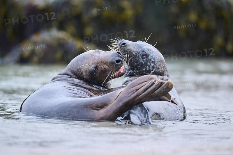 Grey seal (Halichoerus grypus) playing with each other in the water, sea, Düne, Helgoland, Schleswig-Holstein, Germany, Europe