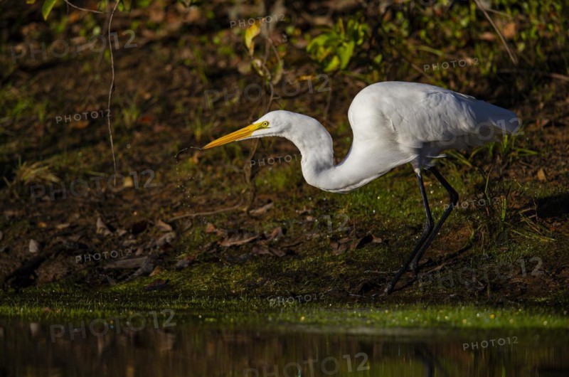 Great egret (Ardea alba) Pantanal Brazil