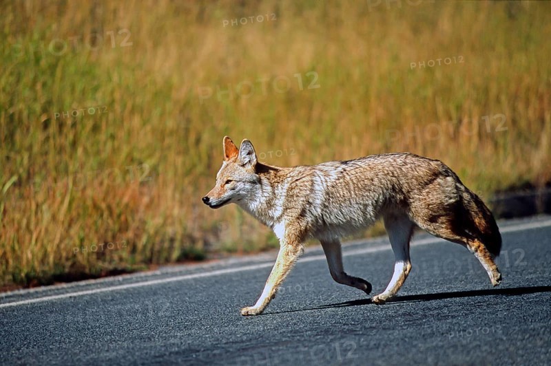 Coyote. Canis latrans. Coyote walking along a road. Rocky Mountains national park. Colorado state. USA