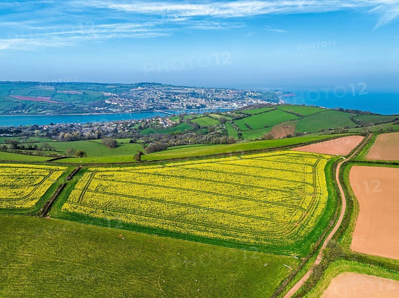 Rapeseed fields over the River Teign from a drone, Teignmouth, Shaldon, Devon, England, United Kingdom, Europe