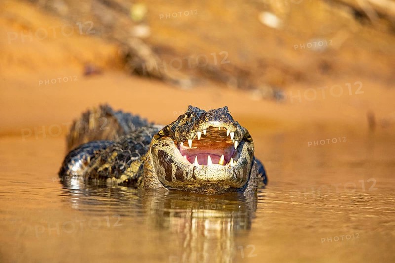 Spectacled caiman (Caiman crocodilius) Panatanal Brazil