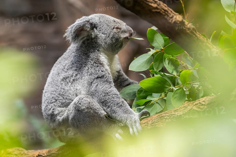 Koala (Phascolarctos cinereus) sitting on a tree, captive, distribution South Australia, Australia, Oceania