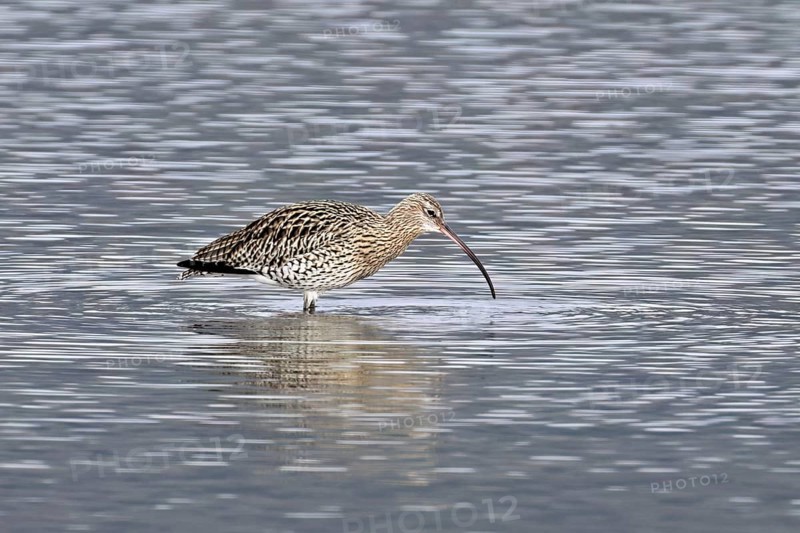 Eurasian curlew (Numenius arquata), foraging, Klingnauer Stausee nature reserve, Canton Aargau, Switzerland, Europe