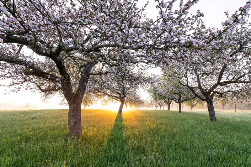 Fresh blossom, morning light, ground mist... simply magical! Foothills orchard meadow in bloom - apple tree avenue in the morning light with ground mist