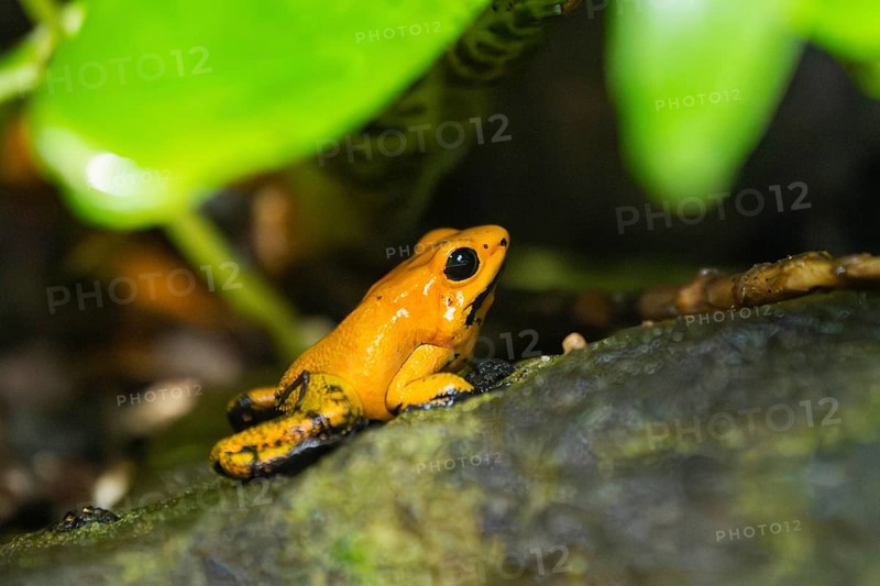 Golden poison frog (Phyllobates terribilis) sitting under leafes, captive, Germany, Europe