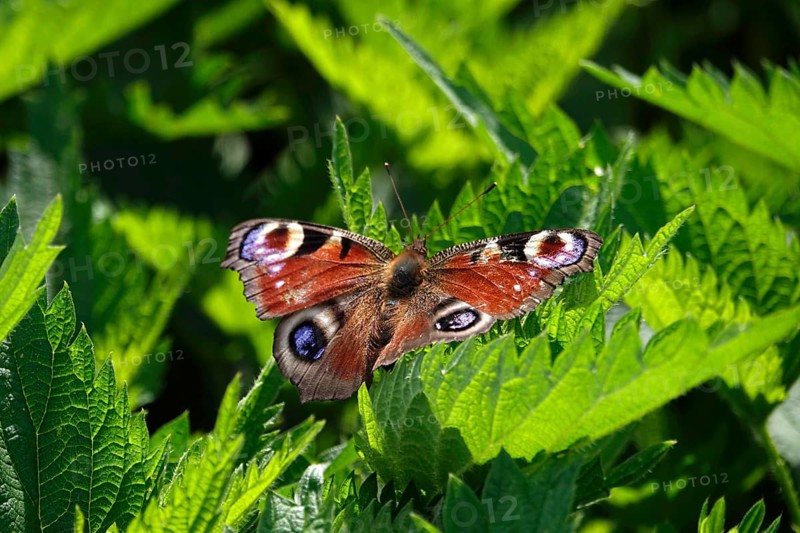 Peacock butterfly, spring, Germany, Europe