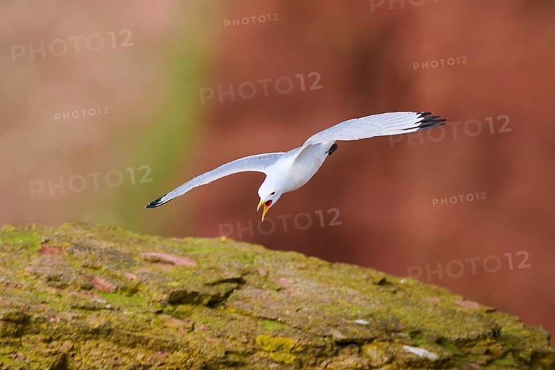 Common gull or sea mew (Larus canus) flying over the cliffs, wildlife, Helgoland, Germany, Europe