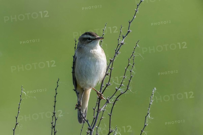 Reed Warbler (Acrocephalus schoenobaerus), Lower Saxony, Germany, Europe