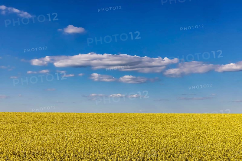 Rape field in bloom against a blue sky with clouds. Landscape near Dornstadt Baden-Württemberg, Germany, Europe