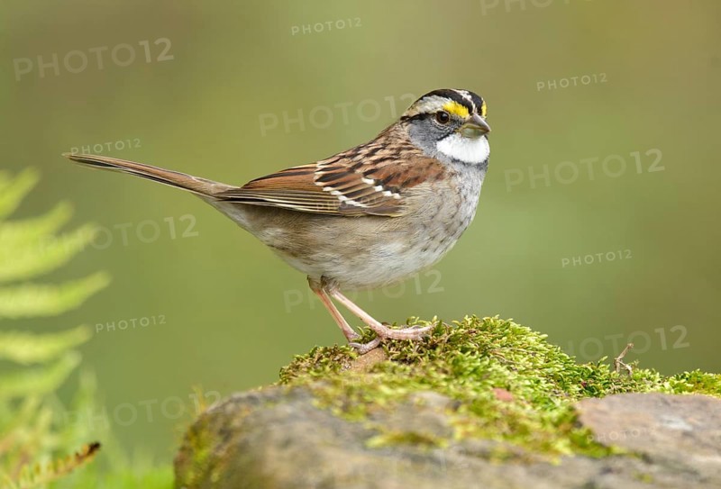 White-throated Sparrow (Zonotrichia albicollis) perched on a rock, Texas, USA, North America