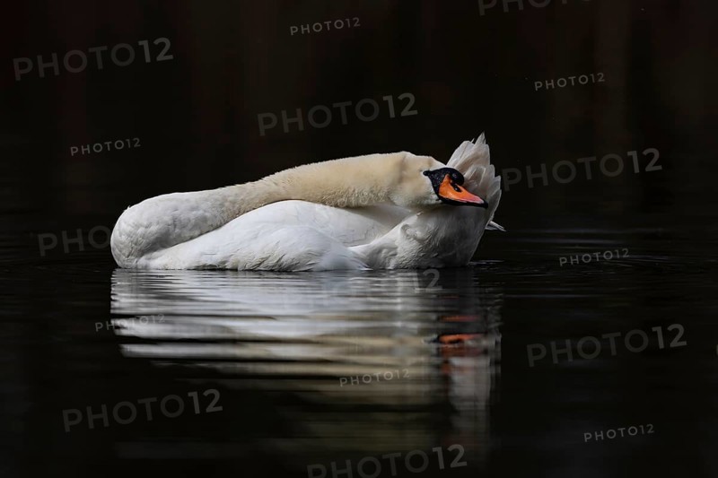 Mute Swan (Cygnus olor), Baden-Wuerttemberg, Germany, Europe