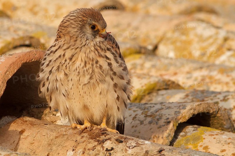 Lesser Kestrel (Falco naumanni), female resting, Castile-La Mancha, Spain, Europe
