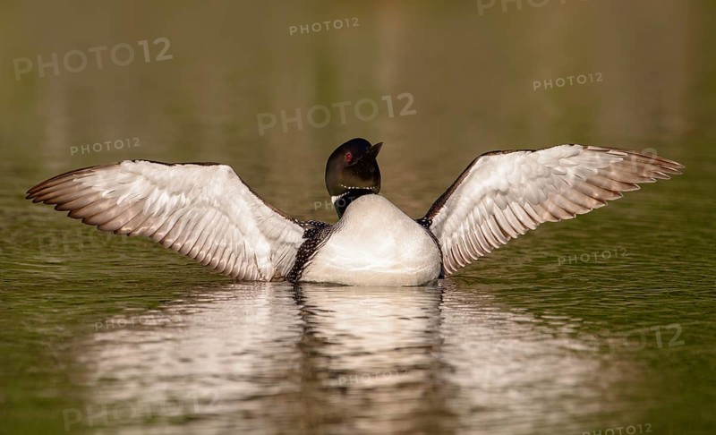 Great Northern Loon (Gavia immer) stretching its wings, British Columbia, Canada, North America