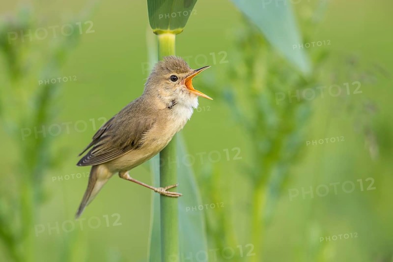 Marsh Warbler (Acrocephalus palustris) male singing in reeds, Poland, Europe