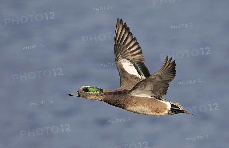American Wigeon (Mareca americana) male flying, British Columbia, Canada, North America
