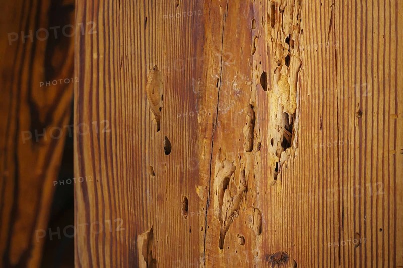 A wooden beam eaten away by woodworm in the attic of a flat, photographed in Berlin, 21/08/2024