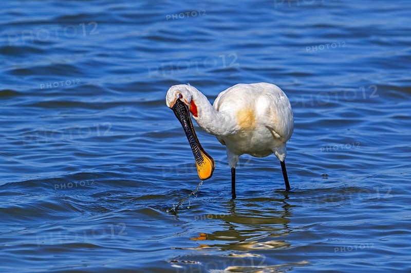 Eurasian spoonbill, common spoonbill (Platalea leucorodia) in breeding plumage foraging by sweeping beak sideways in shallow water of salt marsh