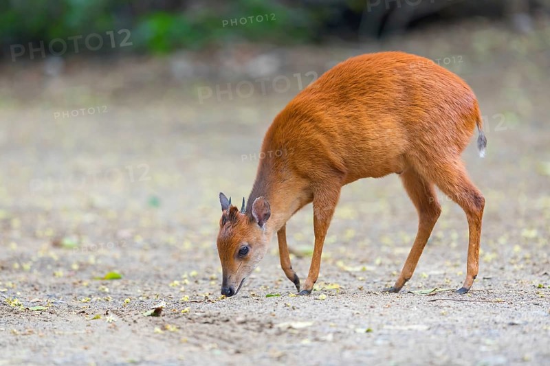 Red forest duiker (Cephalophus natalensis) antelope, iSimangaliso Wetland Park, St. Lucia, KwaZulu-Natal, South Africa, Africa