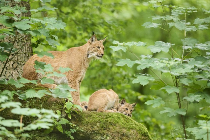 Eurasian lynx (Lynx lynx) mother with her youngsters in a forest, Bavaria, Germany, Europe