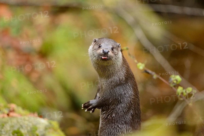 Close-up of a European otter (Lutra lutra) in autumn in the bavarian forest