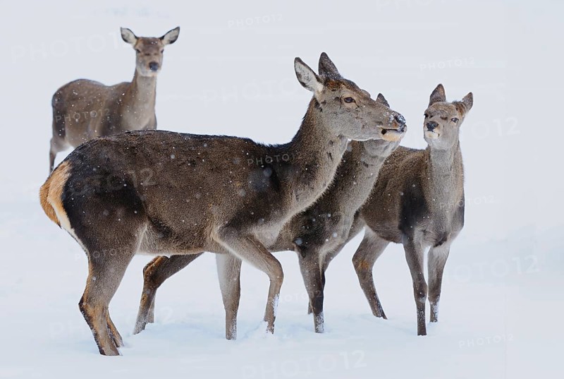 Red deer (Cervus elaphus) hind with calf in a forest clearing on a snowy day, Bavaria