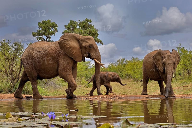 African elephant (Loxodonta africana), adult, female, mother, male, bull, young animal, mother with young animal and young bull, at the water, drinking, Kruger National Park, Kruger National Park, South Africa, Africa