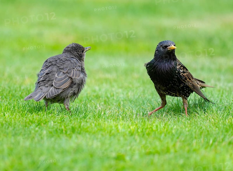 Starling (Sturnus vulgaris), young bird and adult standing on a lawn in the garden, Lower Saxony, Germany, Europe