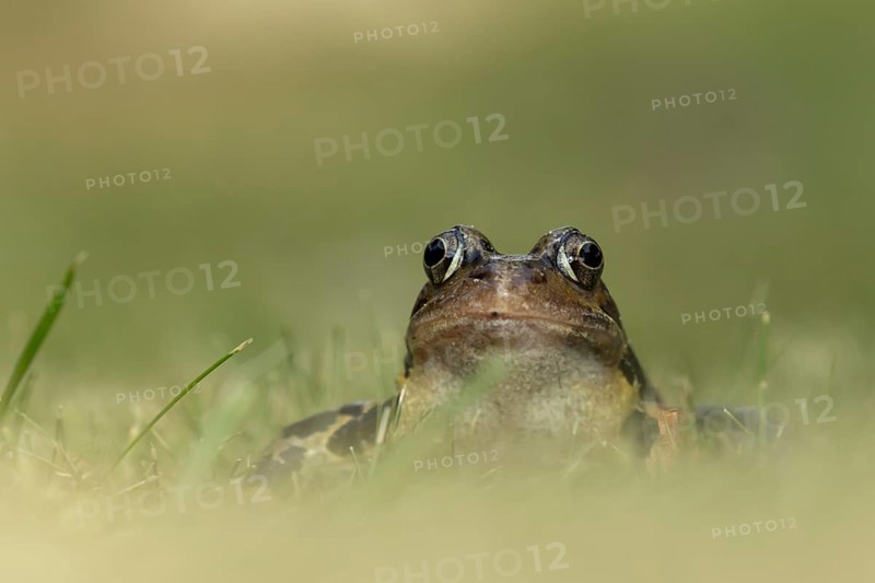 Common frog (Rana temporaria) adult amphibian on a garden lawn in the summer, England, United Kingdom, Europe