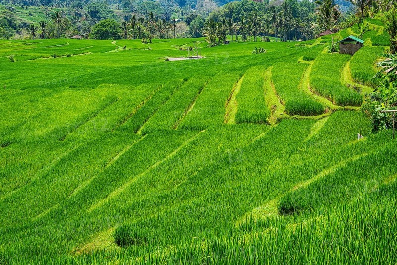 Jatiluwih, rice terrace, rice, agribusiness, agriculture, export, tourism, travel, landscape, UNESCO, Bali, Indonesia, Asia