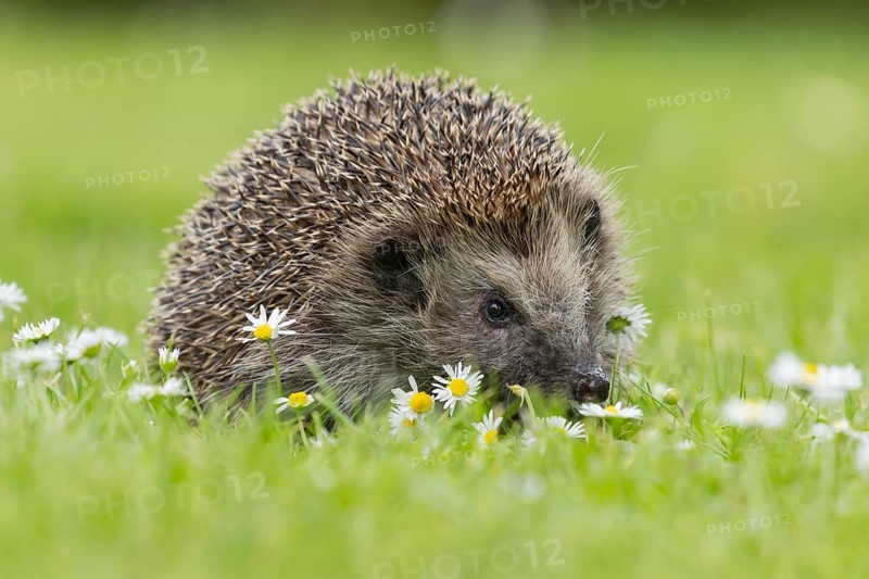 European hedgehog (Erinaceus europaeus) adult animal on a garden grass lawn with flowering daisy flowers in the summer, Suffolk, England, United Kingdom, Europe