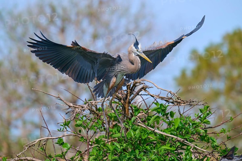 Two Great blue heron (Ardea herodias), with outstretched wings perched on branches surrounded by green leaves and trees on nest, Wakodahatchee Wetlands, Delray Beach, Florida, USA, North America