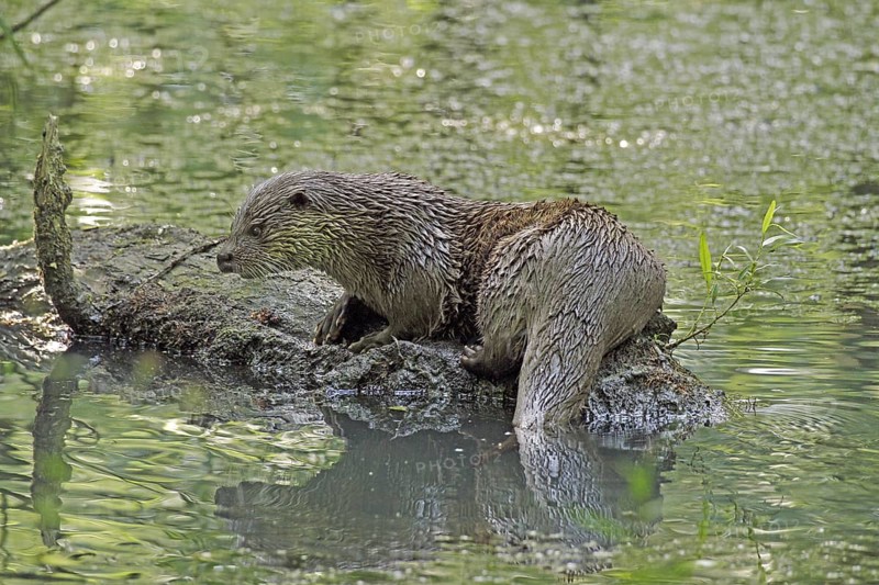 Otter, Lutra lutra, Bavarian Forest National Park, Bavaria, Germany, Captive, Europe