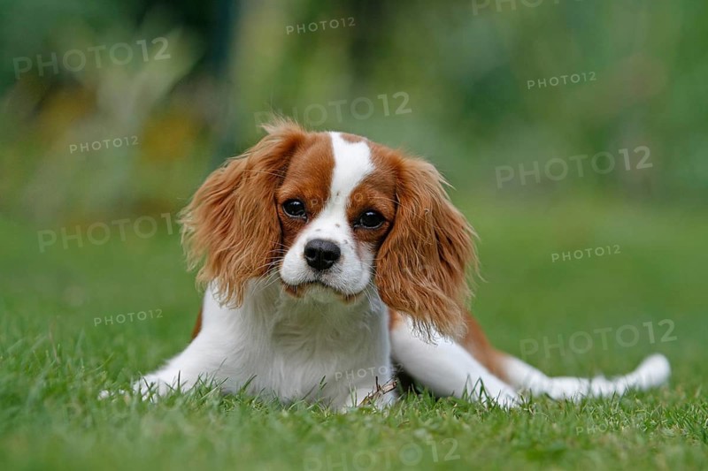 Cavalier King Charles Spaniel, kitten