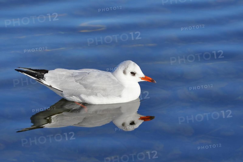 Black-headed gull (Chroicocephalus ridibundus), swimming on the lake with reflection, Prien, Chiemsee, Bavaria, Germany, Europe