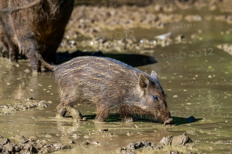 Wild boar (Sus scrofa) squeaker foraging in the mud of puddle in forest in spring