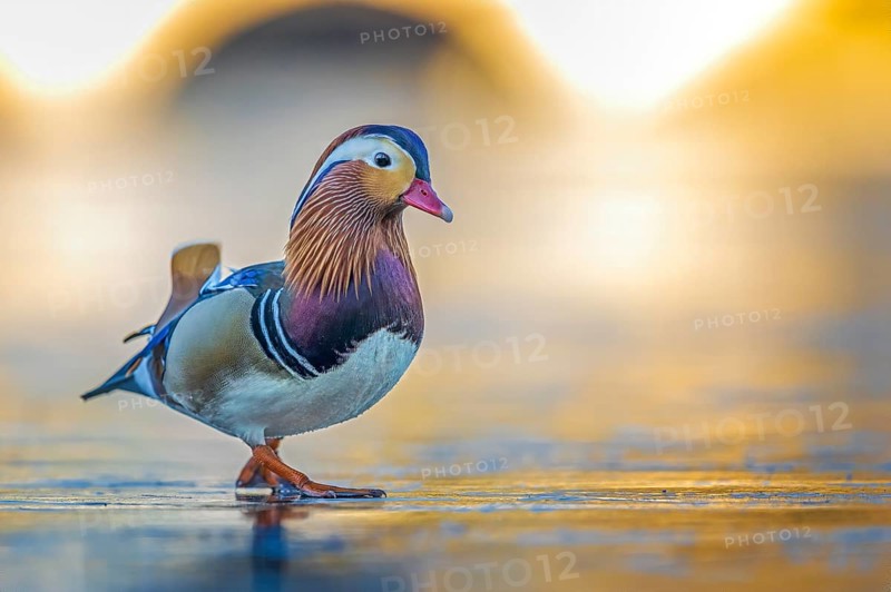 Mandarin Duck (Aix galericulata) male walking on an ice surface, Saxony-Anhalt, Germany, Europe