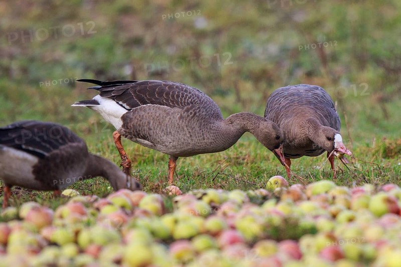 Greater White-fronted Goose (Anser albifrons) adult and juveniles feeding on apples, North Rhine-Westphalia, Germany, Europe