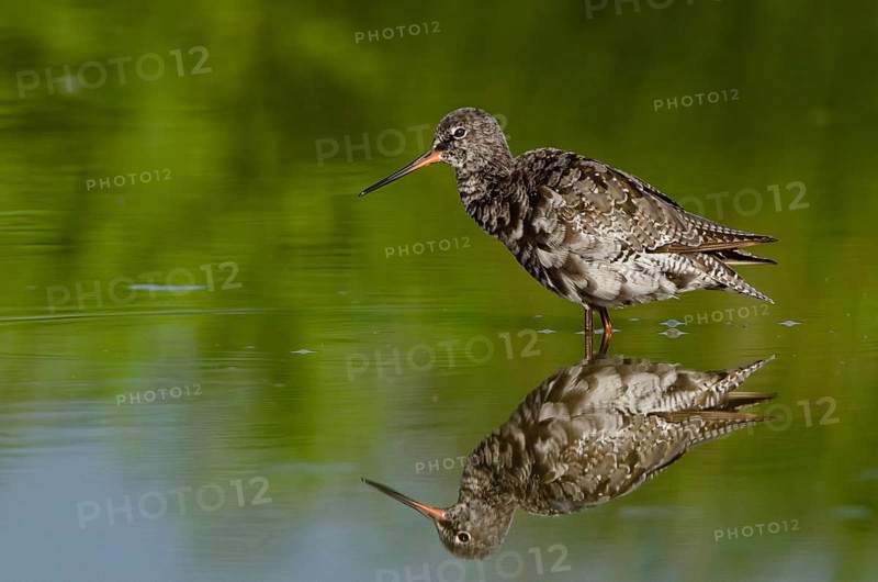 Spotted Redshank (Tringa erythropus), Schleswig-Holstein, Germany, Europe