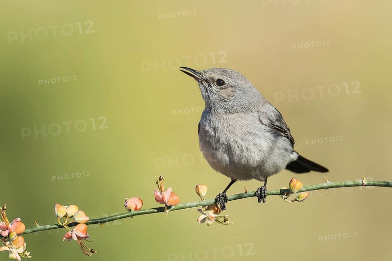 Blackstart (Oenanthe melanura), Eilat, Israel, Asia