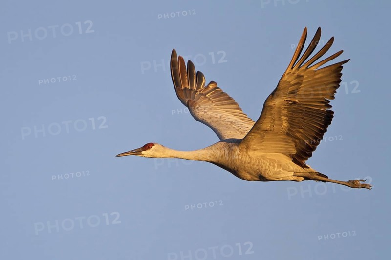 Sandhill Crane (Antigone canadensis) flying, New Mexico, USA, North America