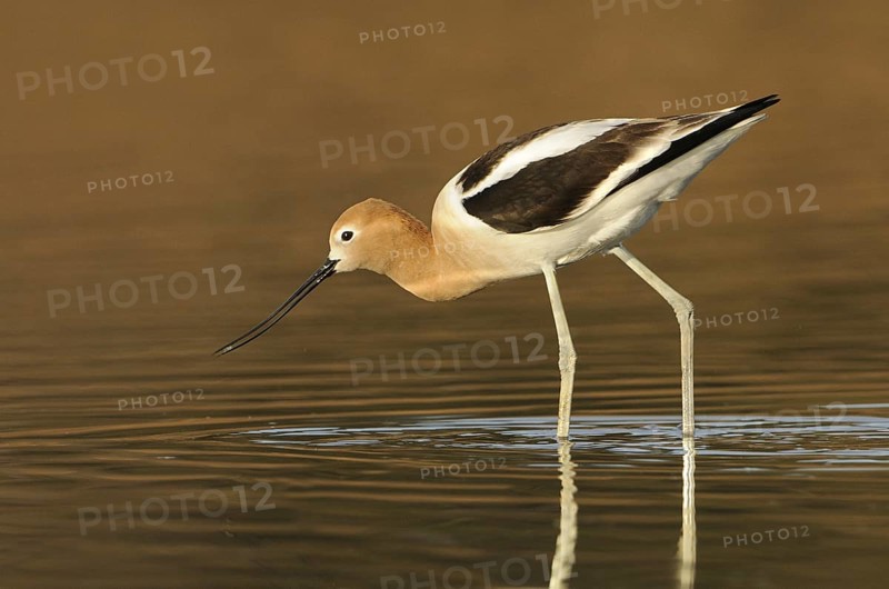 American Avocet (Recurvirostra americana), Alberta, Canada, North America