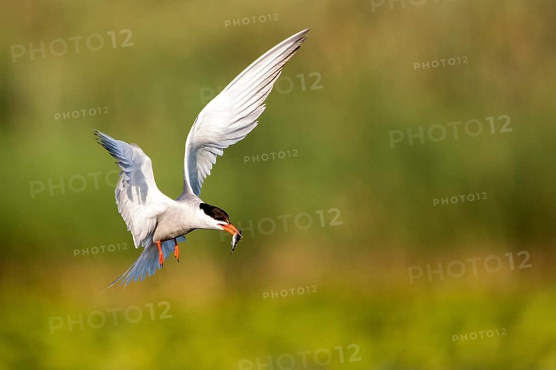 Common Tern (Sterna hirundo) flying with fish prey in beak, Danube Delta, Romania, Europe