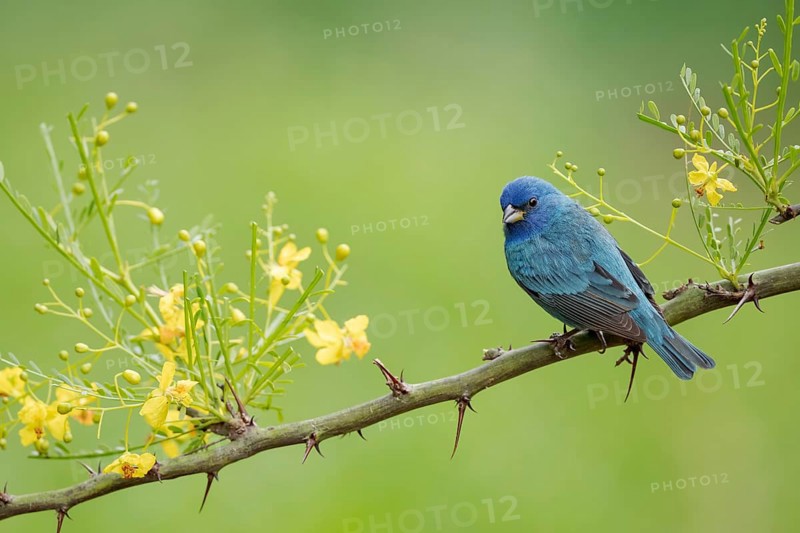 Indigo Bunting (Passerina cyanea) male perched on a branch, Texas, USA, North America