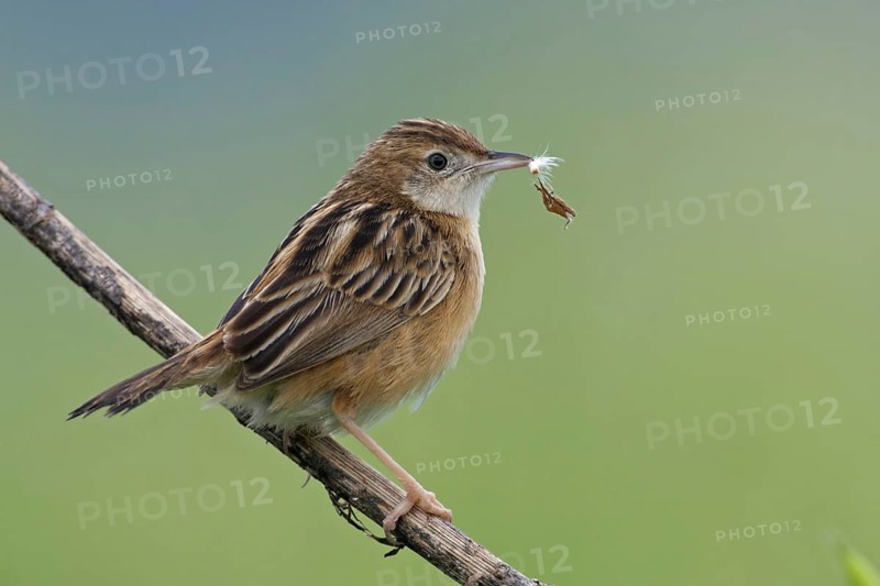Zitting Cisticola (Cisticola juncidis), Mallorca, Spain, Europe