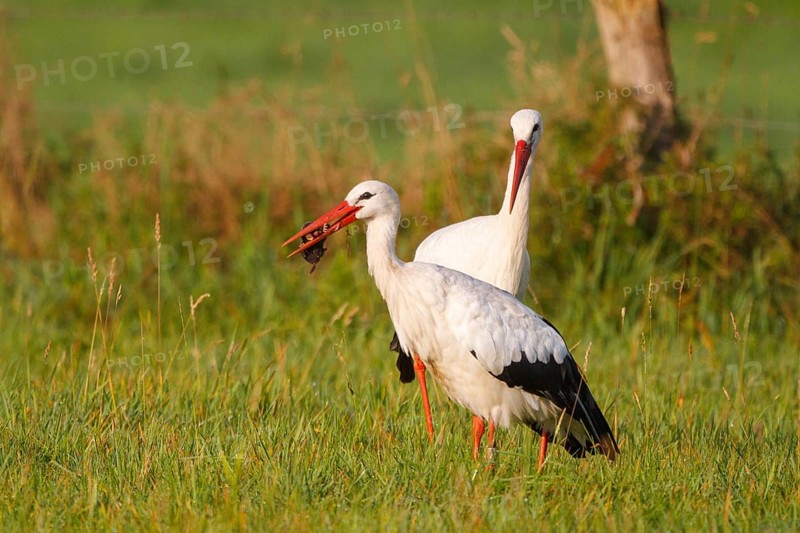 White Stork (Ciconia ciconia) foraging, North Rhine-Westphalia, Germany, Europe