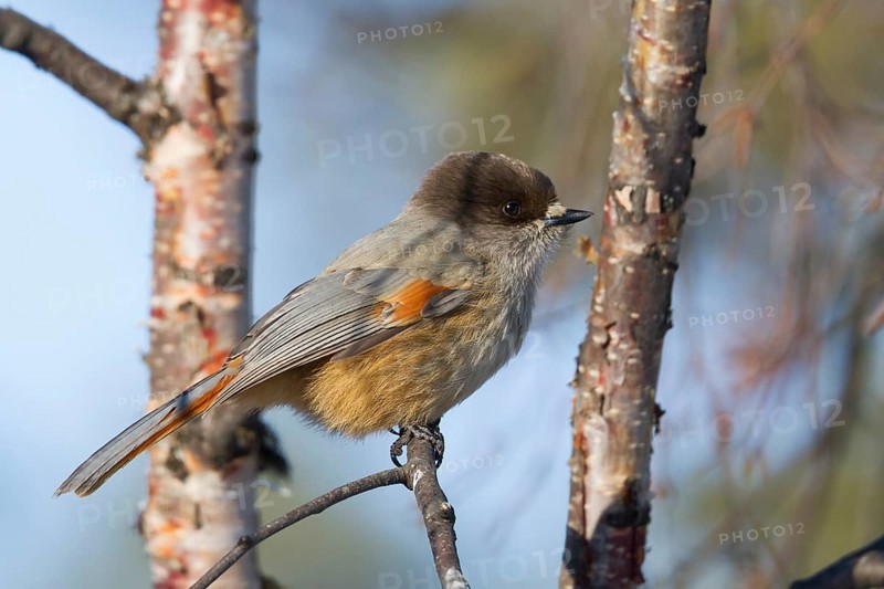 Siberian Jay - Unglückshäher - Perisoreus infaustus ssp. infaustus, Norway, adult, Europe