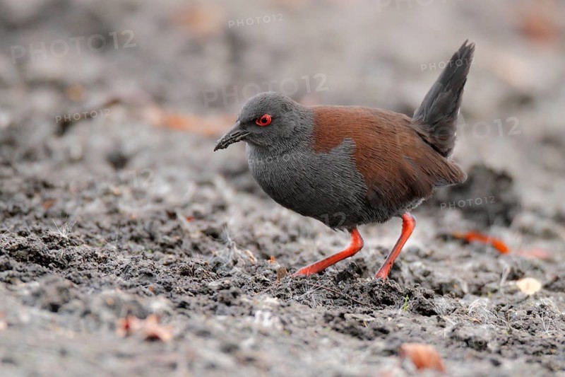 Spotless Crake (Porzana tabuensis), Western Australia, Australia, Oceania