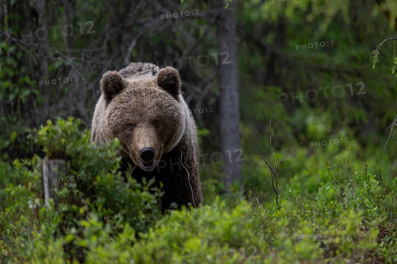 European brown bear, Karelia, Finland, Europe