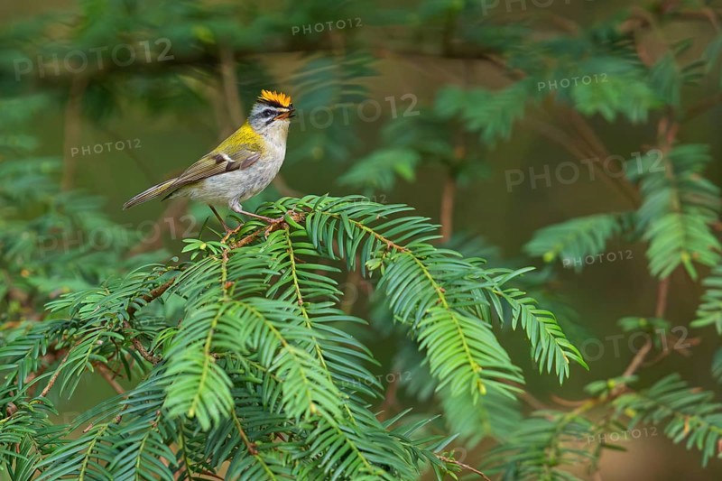 Goldcrest, Regulus ignicapillus, Luce, Mountain area, Luce, Styria, Slovenia, Europe